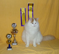 GIP - Safkan Kedi's Pierre Curie vinder Rasesieger og Best in show