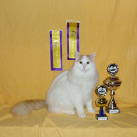 GIP - Safkan Kedi's Pierre Curie vinder Rasesieger og Best in Show