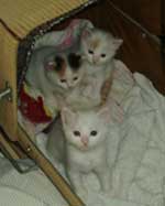 Safkan Kedi's A-litter