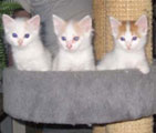 Safkan Kedi's B litter