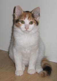 Safkan Kedi's Darling - 12 uger gammel