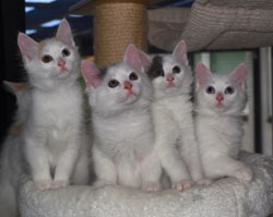 Safkan Kedi's J-litter