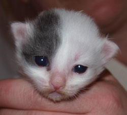 kitten no 1