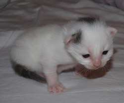 Kitten no 4